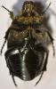 Cetonia aurata